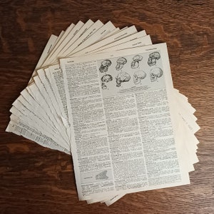 May include: A collection of vintage dictionary pages fanned out on a wooden surface. The pages feature text and illustrations of hominid skulls. Some pages have handwritten labels.