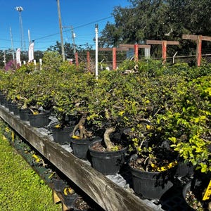 Chinese Elm pre-bonsai