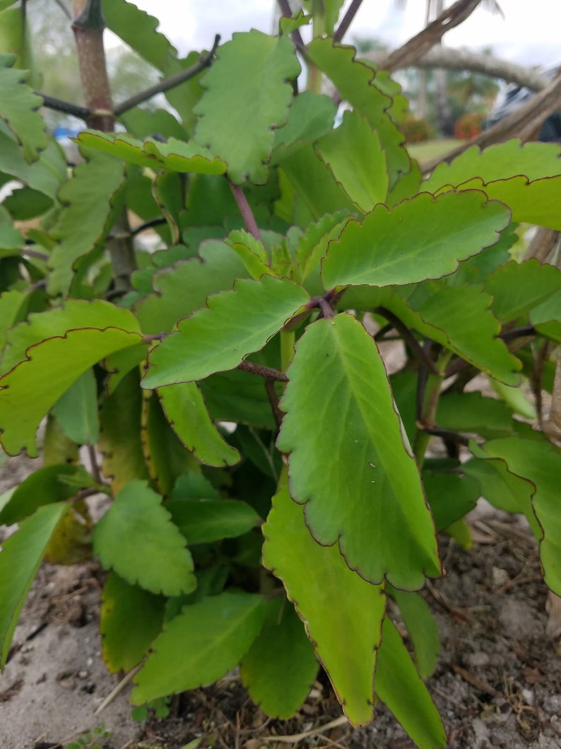 Leaf of life plant Jamaican leaf of life Etsy