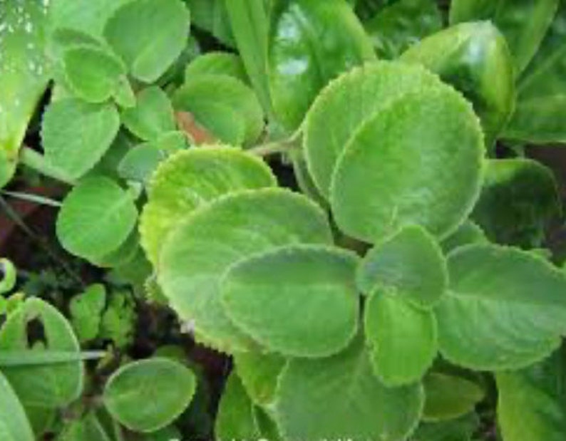 spanish thyme recipes spanish thyme recipes