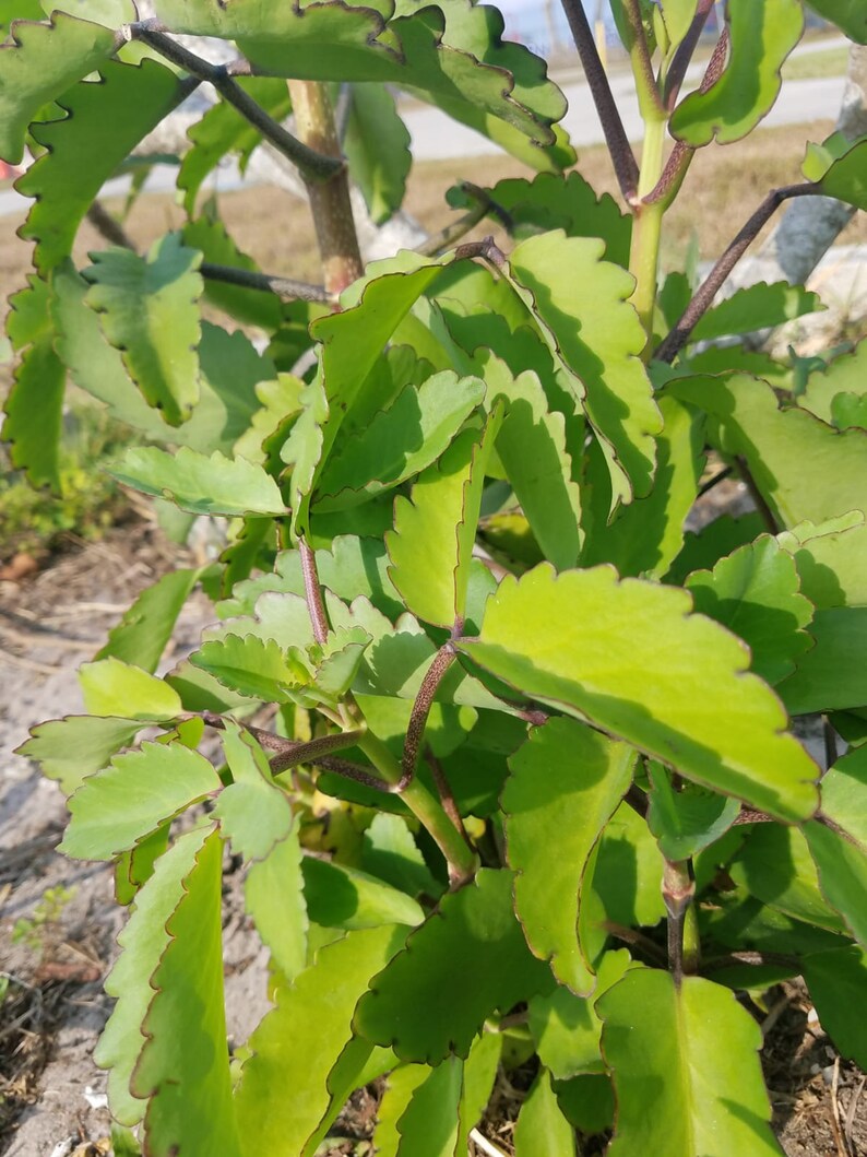 Leaf of life plant Jamaican leaf of life Etsy