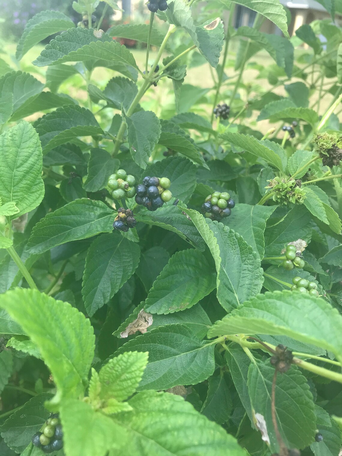 Jamaican mountain sage herb Etsy