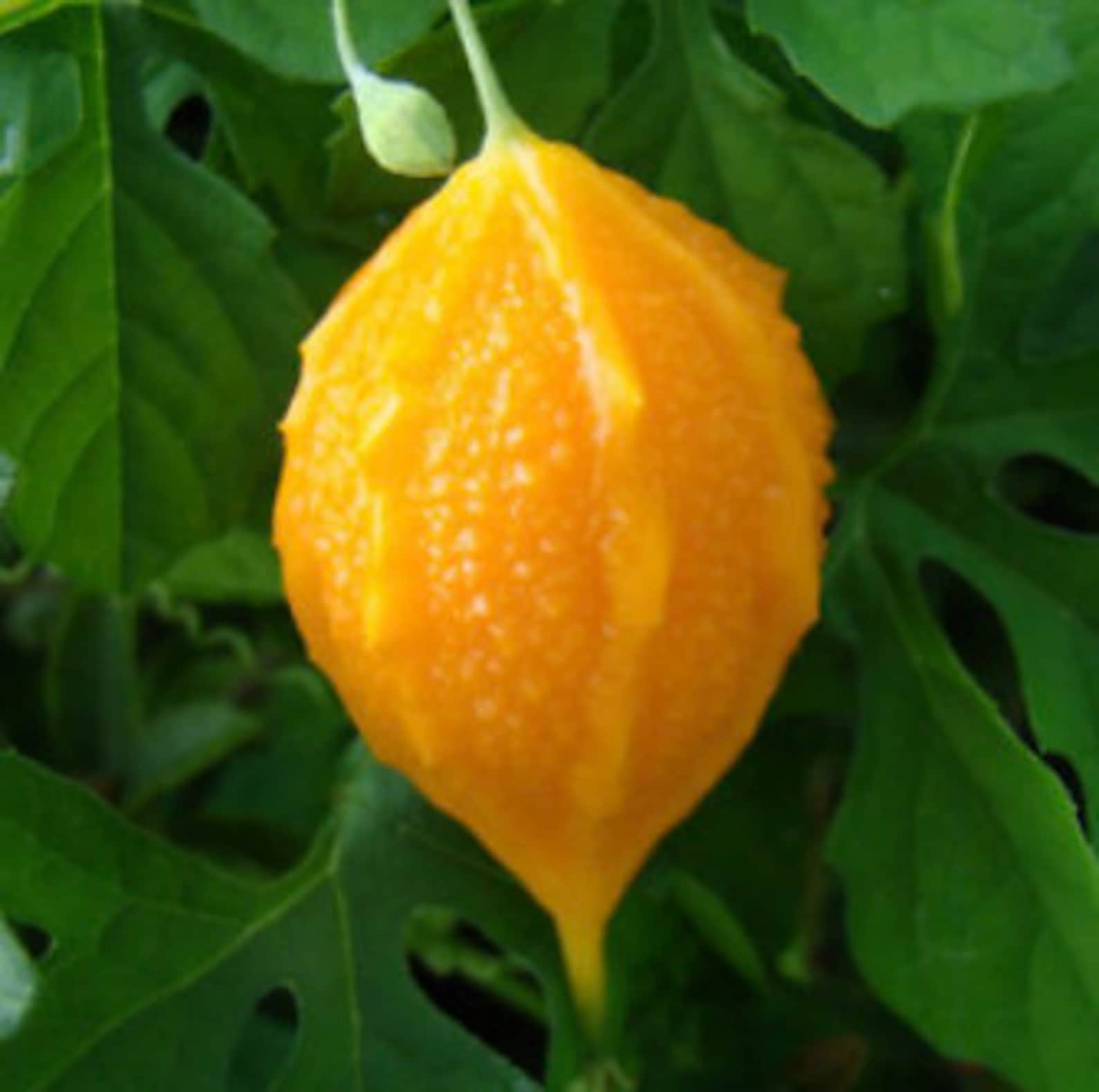 Jamaican Cerasee Bitter melon bush tea Etsy