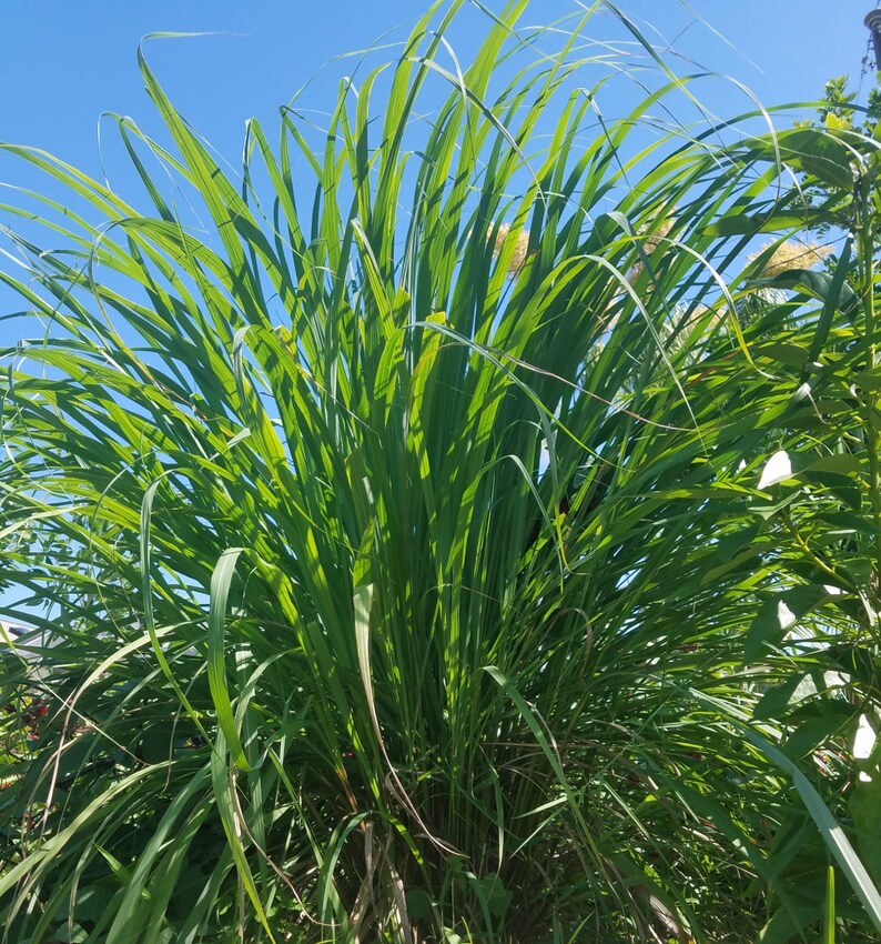 Fever grass lemon grass Etsy