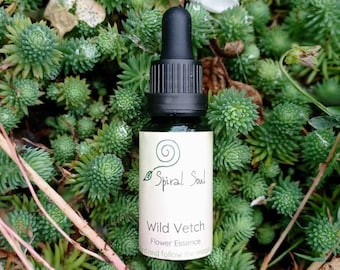 Op de afbeelding: Een klein glazen flesje met een zwarte druppelaar en een wit etiket. Het etiket zegt "Spiral Soul" en "Wild Vetch Flower Essence". Het flesje staat op een bed van groene planten.