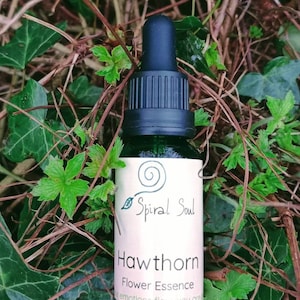 Loving support- Hawthorn flower essence