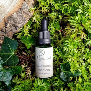 Trust- Esencia de flor de anémona de madera silvestre.