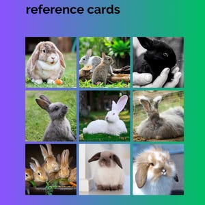 Könnte beinhalten: Ein Referenzkartensatz mit dem Titel "Rabbit anaesthesia reference cards" mit Bildern von Kaninchen. Die Karten sind für die Ausbildung von Tierpflegern für exotische Tiere konzipiert. Die Website www.exoticvetnursetraining.com 2025 ist ebenfalls sichtbar.