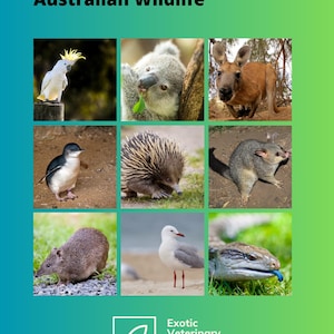 Basic Triage und Haltungs-Referenzkartenset der australischen Wildtiere