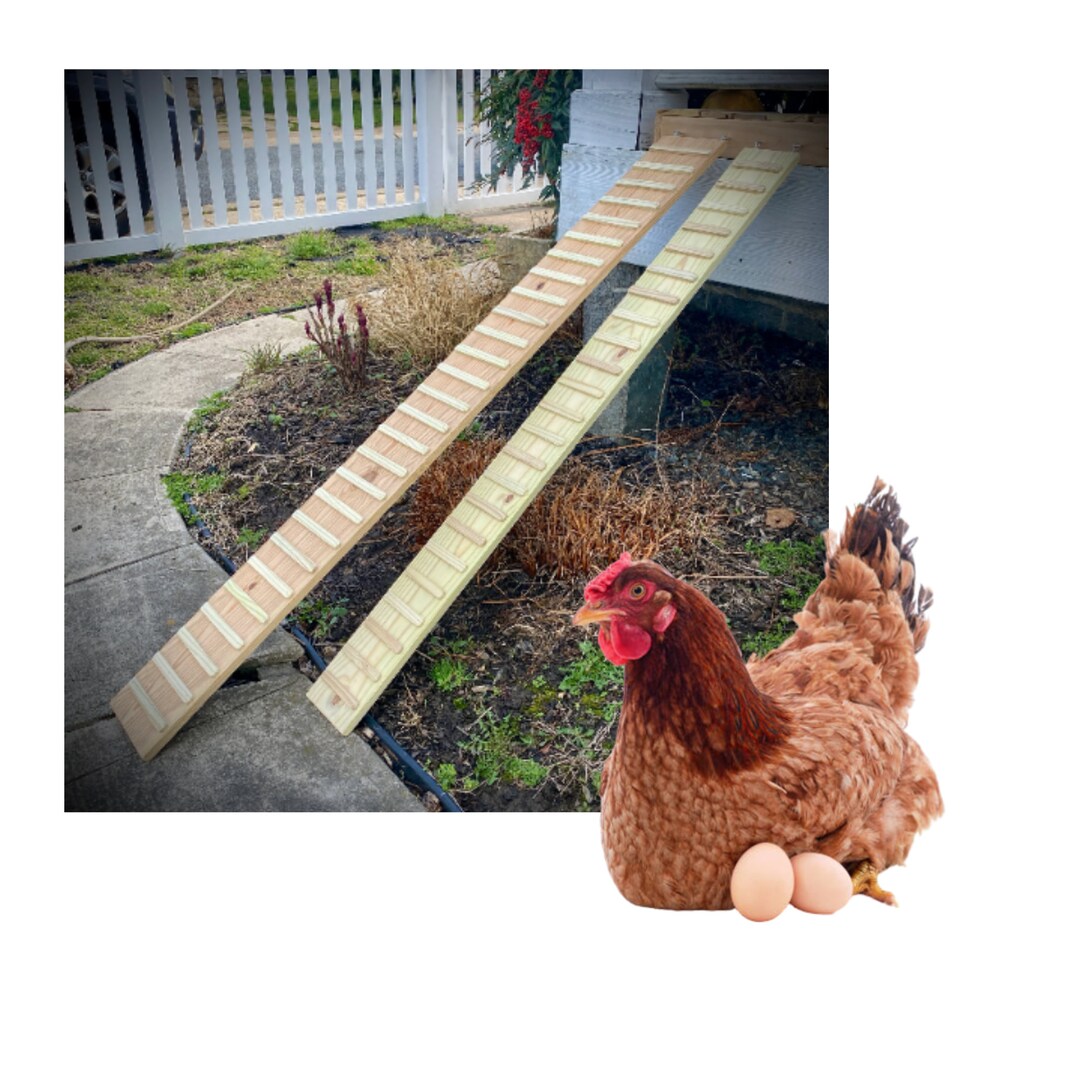 Chicken Ramp With SIDES Option 5.5 and 7.5 Inches Wide 1070 Long
