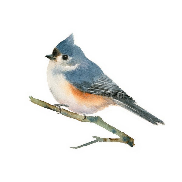INSTAND DOWNLOAD -Tufted Titmouse watercolor painting art print, bird digital print