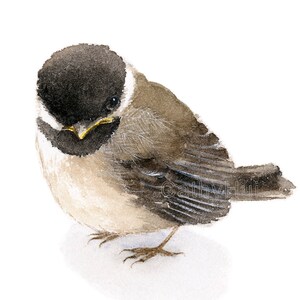 Digitial Print -Baby Chickadee watercolor painting art print, Black-capped chickadee, bird painting , Instant Download