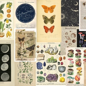 Vintage Nature Botanical & Astronomy Chart Images Aesthetic Prints 6x4 or 5x7 Inch Photowall Room Decor Collage Kit 10/15/20/30/40/50