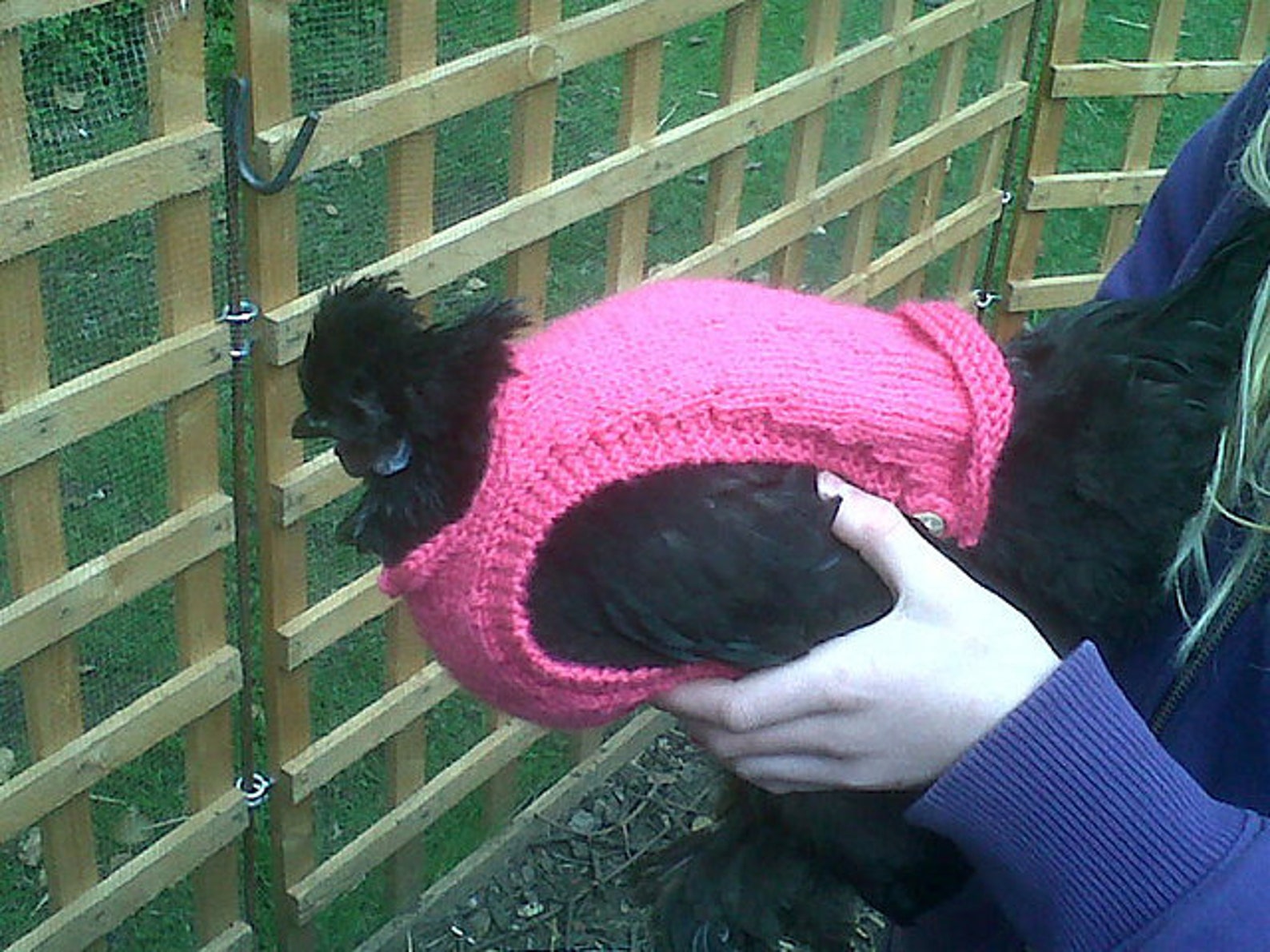 100 Cotton Chicken Jumper Blue Etsy UK