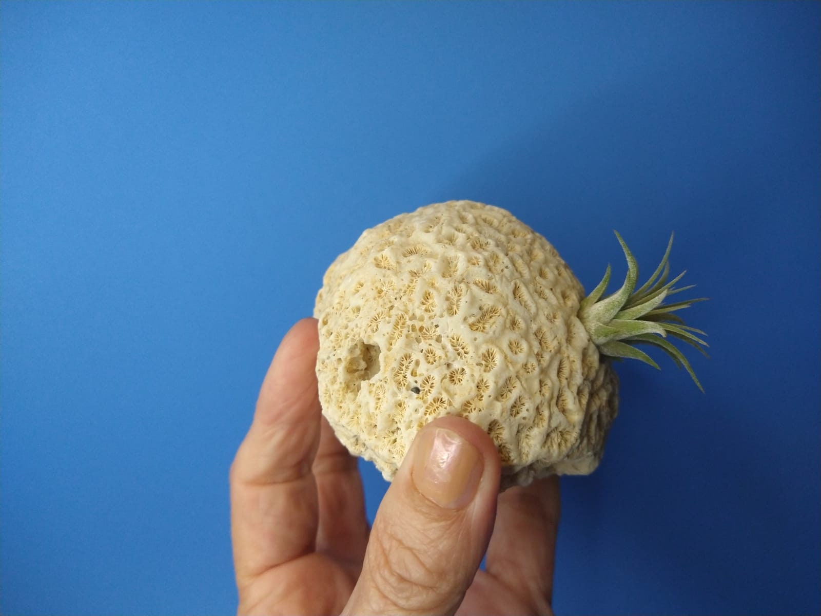 Dry Brain coral with air plant Coral Air Plant Holder unique Etsy