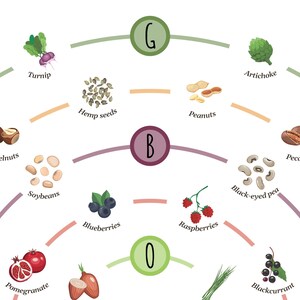 May include: A colourful infographic illustrating the vitamin and mineral content of various fruits, vegetables, and nuts. The infographic is organised in a circular pattern with the letters G, B, and O representing different vitamin groups.  The image includes the following foods: hazelnuts, turnip, hemp seeds, soybeans, blueberries, pomegranate, artichoke, peanuts, black-eyed pea, pecans, raspberries, blackcurrant.