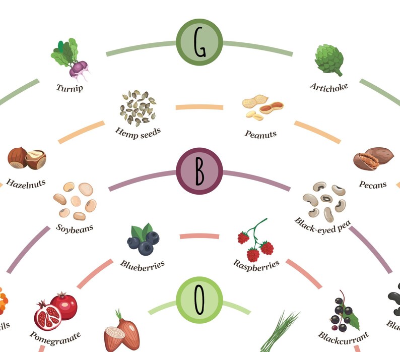 May include: A colourful infographic illustrating the vitamin and mineral content of various fruits, vegetables, and nuts. The infographic is organised in a circular pattern with the letters G, B, and O representing different vitamin groups.  The image includes the following foods: hazelnuts, turnip, hemp seeds, soybeans, blueberries, pomegranate, artichoke, peanuts, black-eyed pea, pecans, raspberries, blackcurrant.