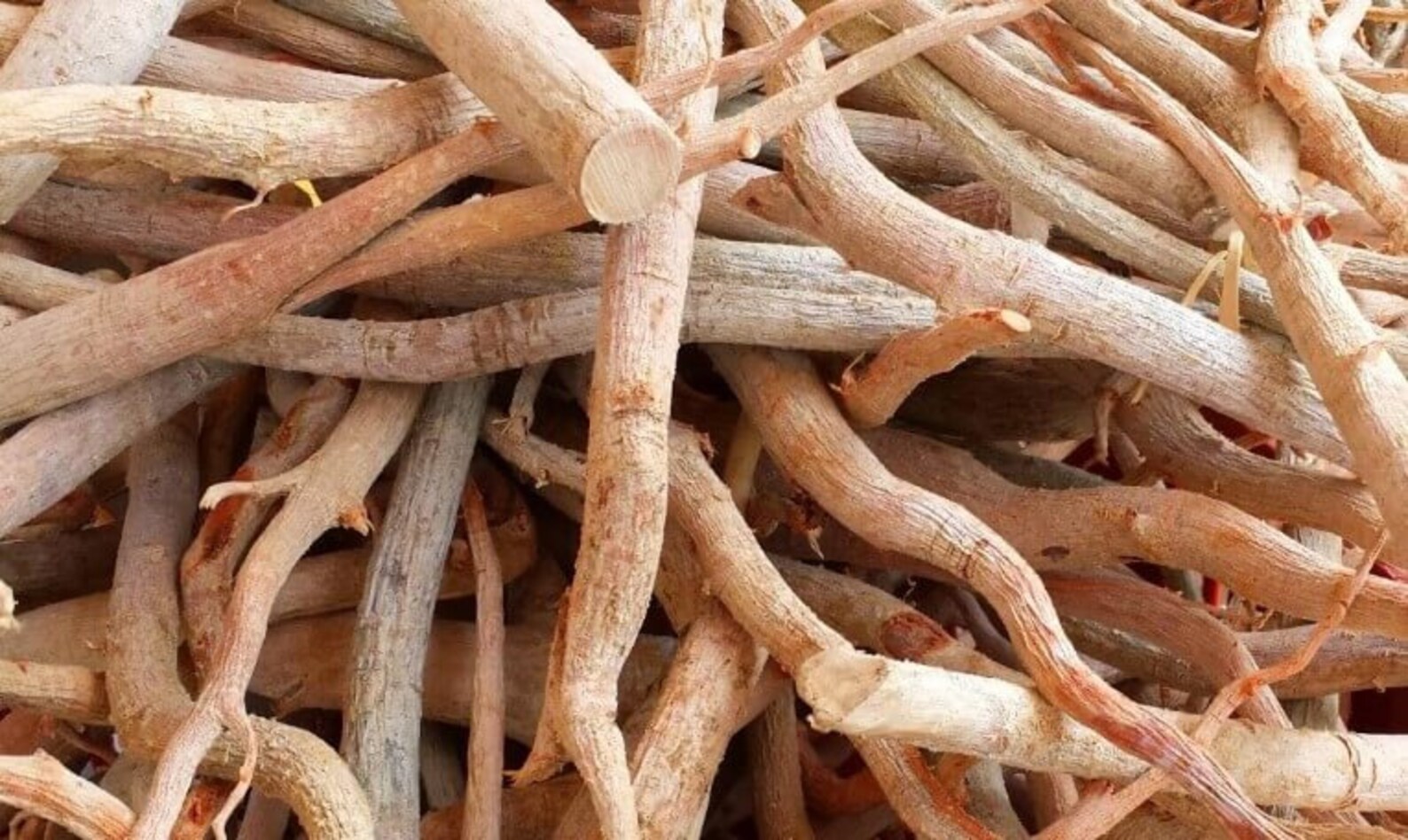 Red tongkat ali root origin from borneo island most strongest Etsy