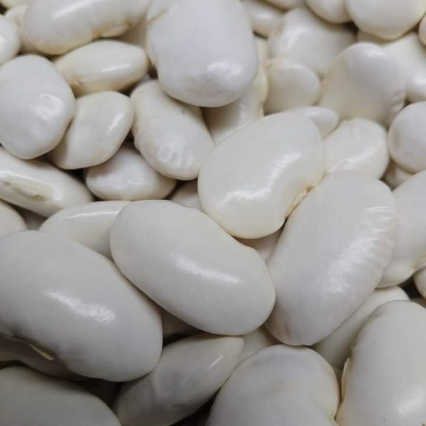 Giant Bean Seeds from Greece/ Freshly dried 20 seeds/Elephant bean/ Very old rare variety/ Open Pollinated/Outdoor Gardening/Butter beans