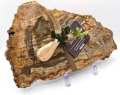 Stone Serving Tray | Petrified Wood Cheese Boards | Appetizer Tray | Charcuterie Board | Serving Platter | Unique Wedding Gift, Stone Board