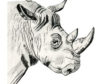May include: A black and white pencil sketch of a rhinoceros head in profile. The drawing features detailed shading, visible graphite strokes, and cross-hatching to define the animal's thick skin, ears, and two prominent horns on its snout.