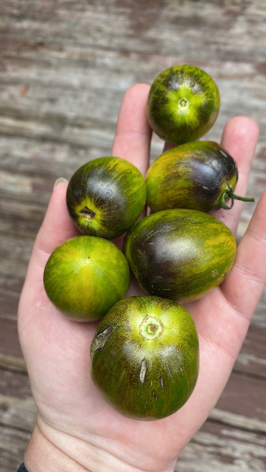 Atomic fusion tomato seeds