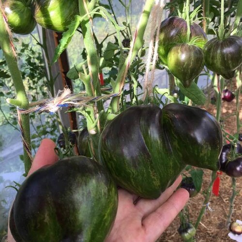 17+ Black Sea Man Tomato Plants