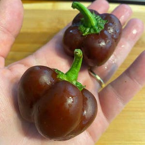 Mini Bell chocolate sweet pepper seeds