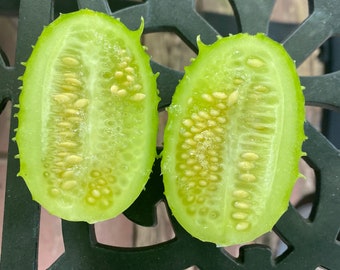 West India burr gherkin cucumber