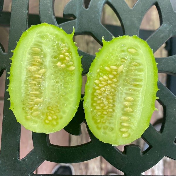 West India burr gherkin cucumber