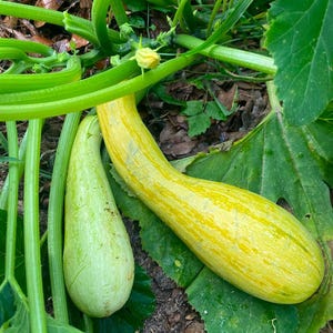 Giallo di Italia squashfrön