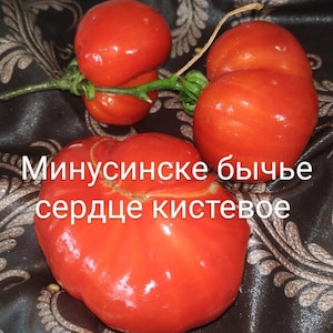 May include: Three red tomatoes, one with a heart shape, with the text "Минусинске бычье сердце кистевое" in Russian.