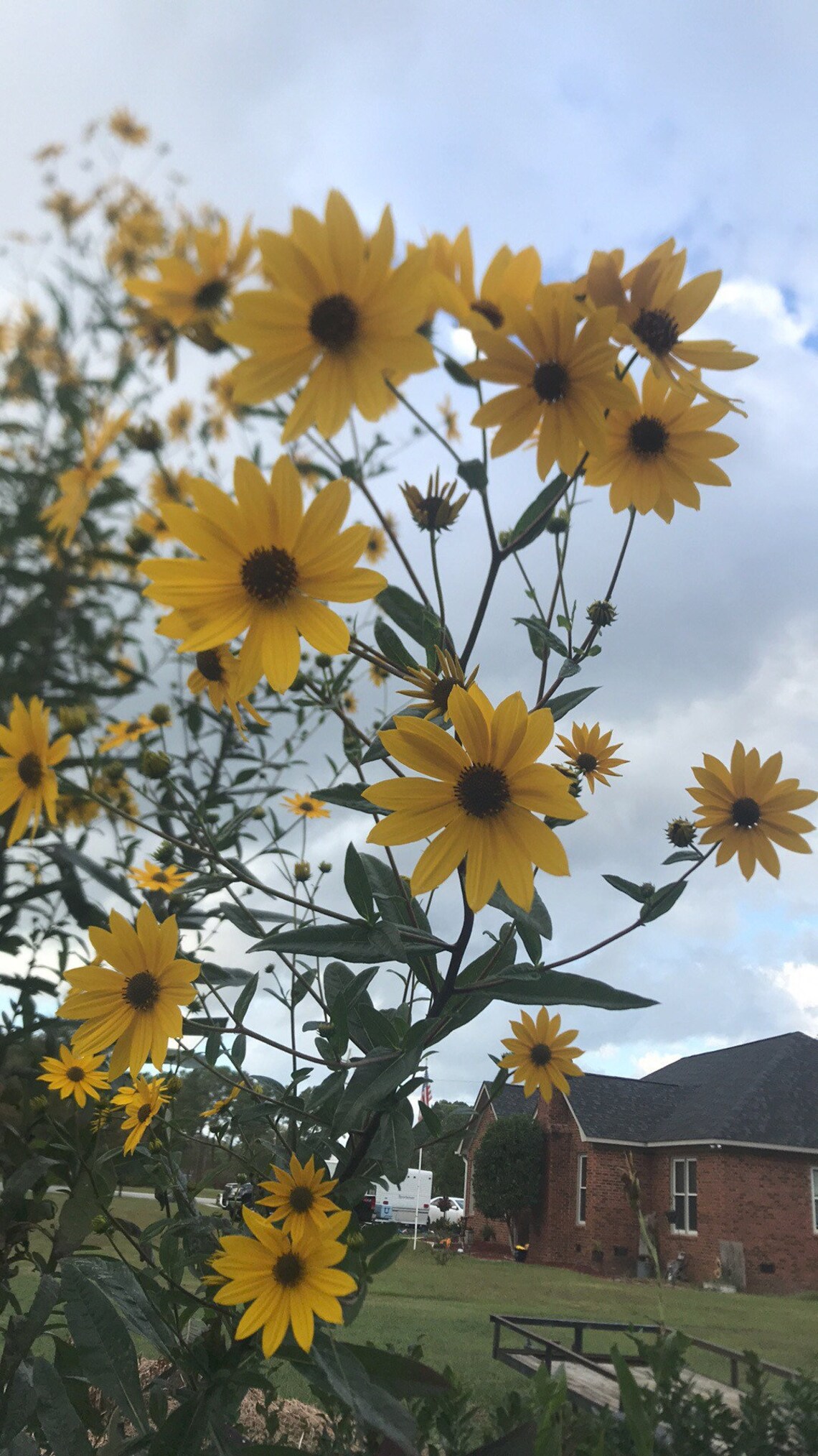 Sunflower perennial plant Etsy