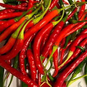 DonderJalapenopeperzaden