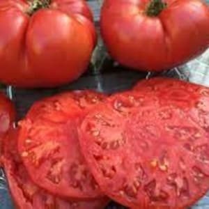 Dwarf Zoe’s Sweet tomatoes