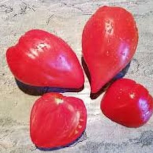 Kyzyl Tau (Кызыл тау) tomato seeds   from Kazakhstan