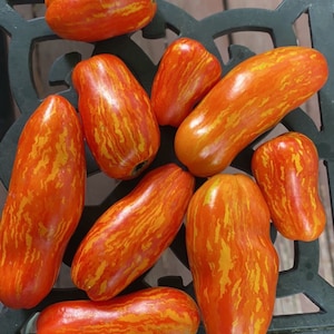 Dwarf striped pepper tomato seeds