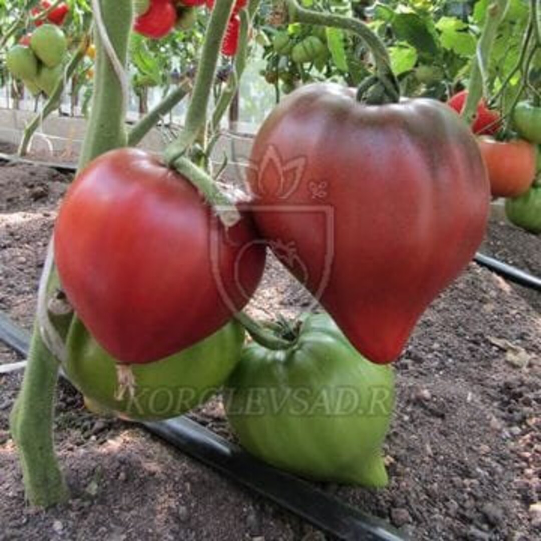Black Heart of Borisov Tomato Seeds From Kazakhstan - Etsy