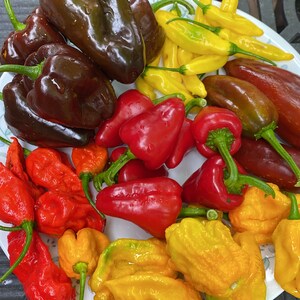 May include: A variety of peppers on a white plate. There are red, yellow, and brown peppers. The peppers are all different shapes and sizes.