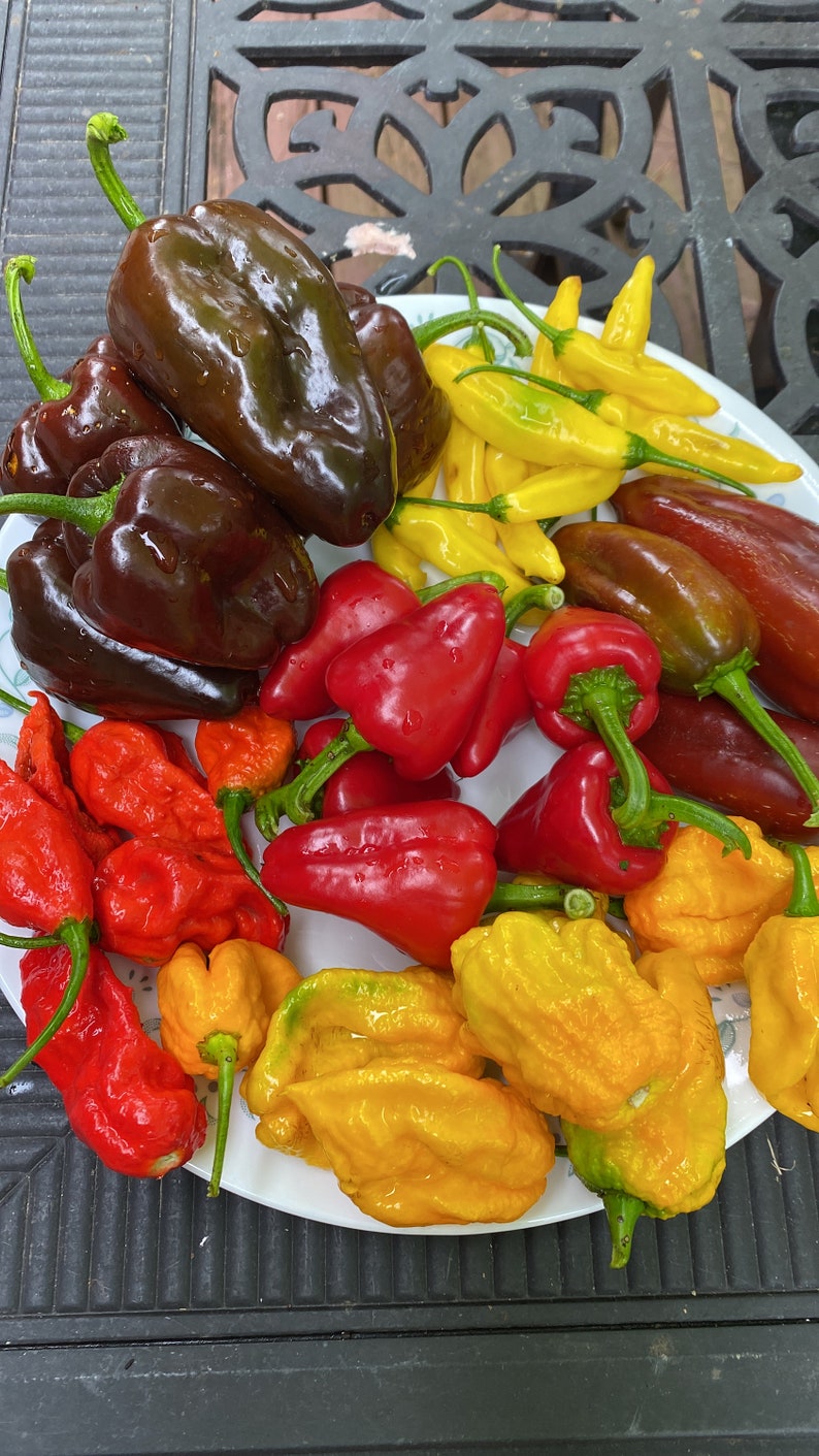 May include: A variety of peppers on a white plate. There are red, yellow, and brown peppers. The peppers are all different shapes and sizes.