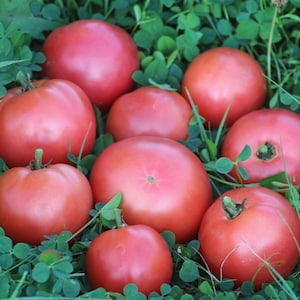 Dwarf Clare Valley tomato seeds