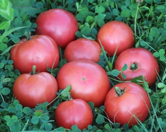 Dwarf Clare Valley tomato seeds