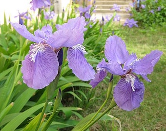 Iris tecotrum, Japanese variety