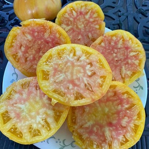 ミュージシャン tomato Orange Jazz Tomato Seeds - Etsy