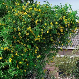 Clematis Tangutica Aztek seeds image 3