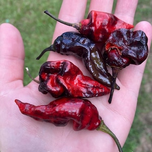 BJ black x BC python hot chili pepper seeds