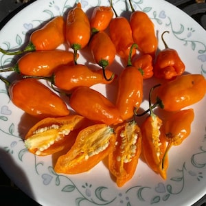 Semi di peperoncino mango Aji