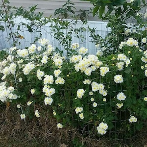 chrysanthemum plant