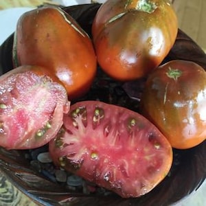 Jarson 18/2, Polish tomato seeds