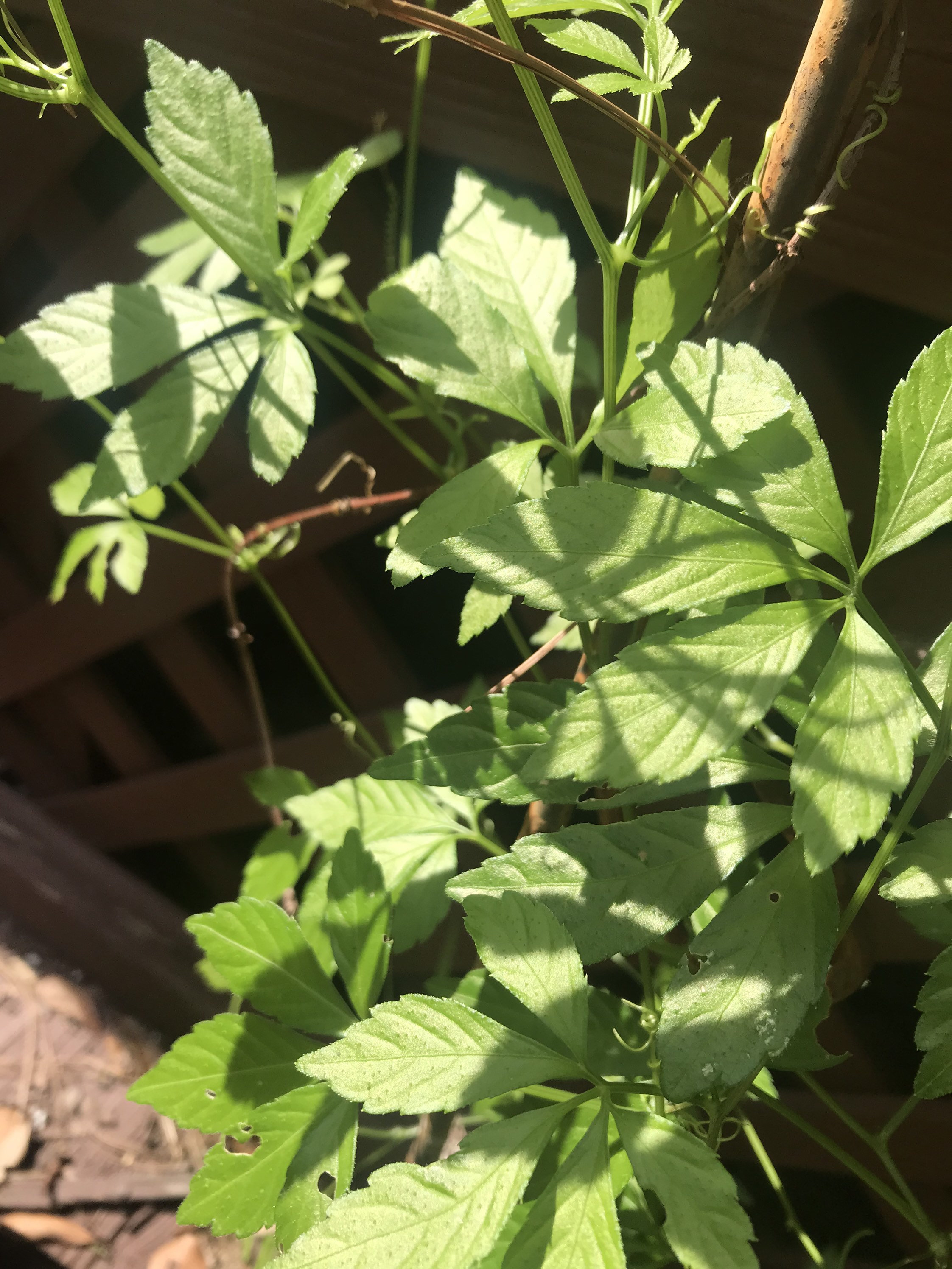Jiaogulan or Gynostemna Alive Plant - Etsy